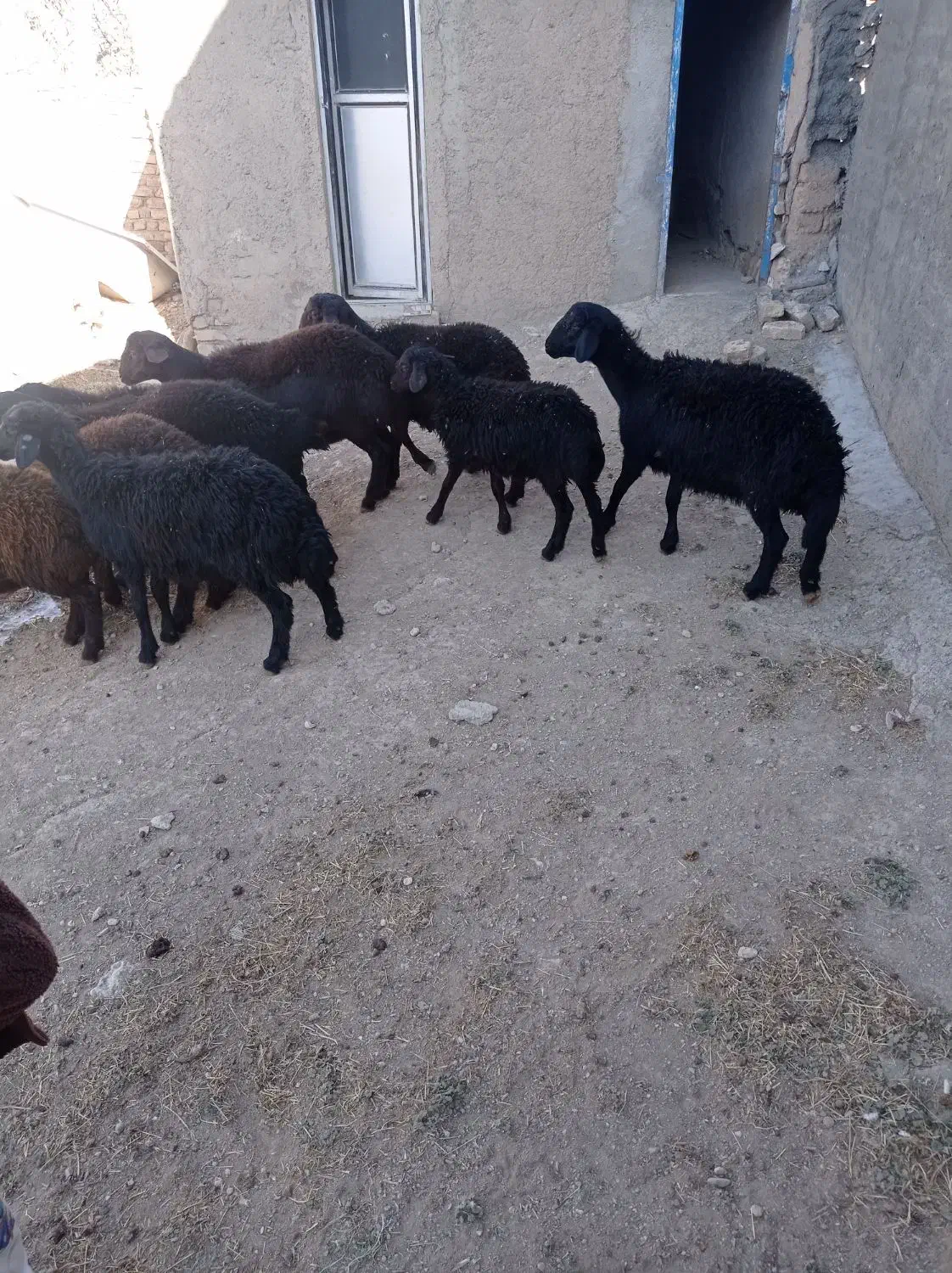 بره نر قره قزل و قزل افشار داشتی|حیوانات مزرعه|قیدار, |دیوار