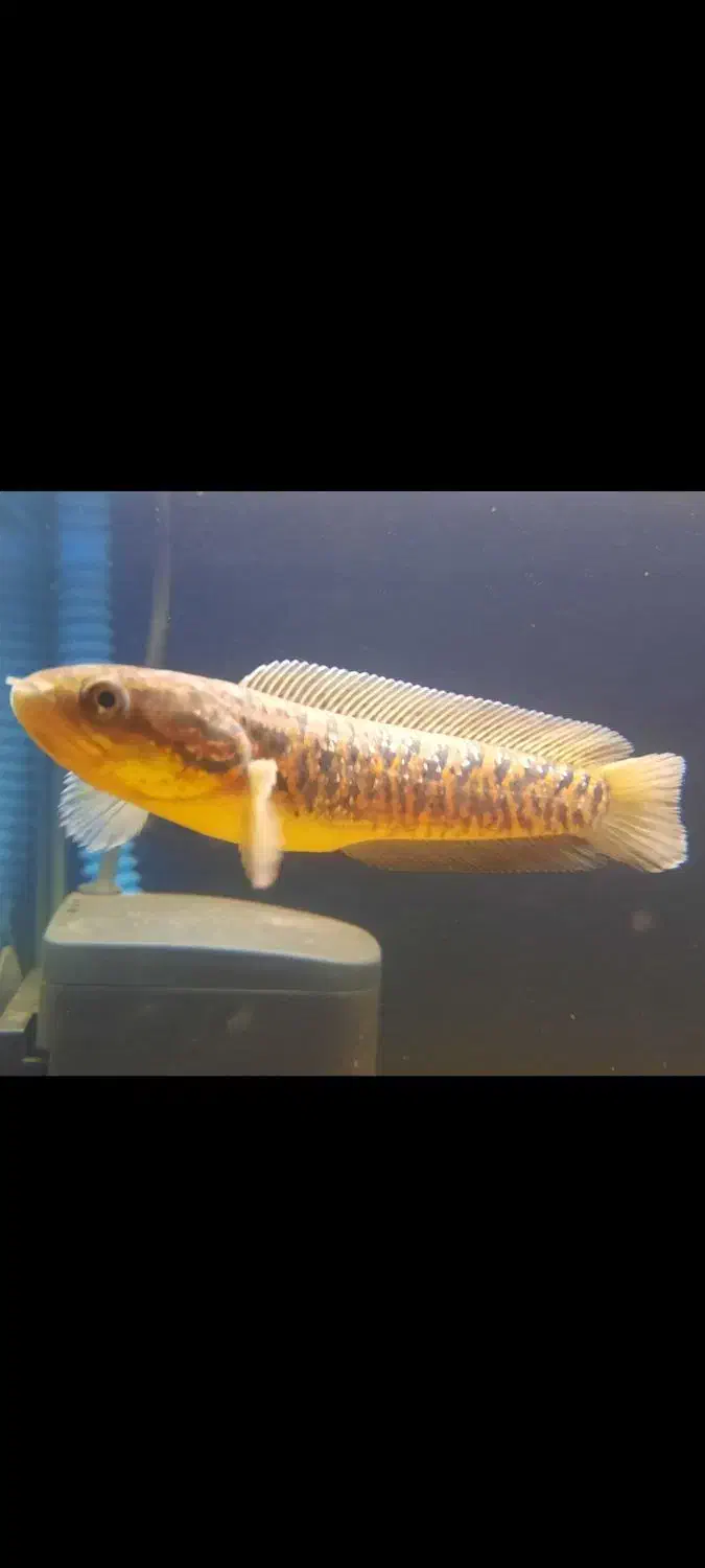 ماهی چانا|ماهی|کرج, مهرویلا جنوبی|دیوار