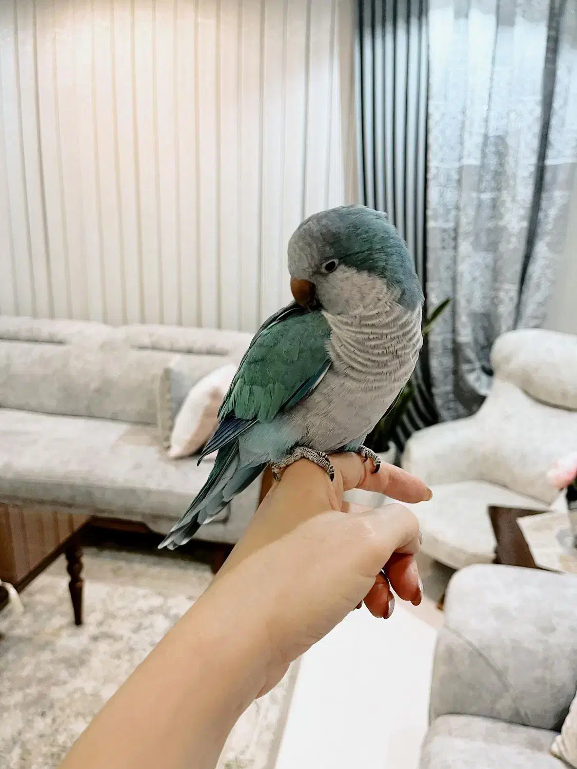 طوطی راهب|پرنده|فردیس, نسترن شرقی|دیوار