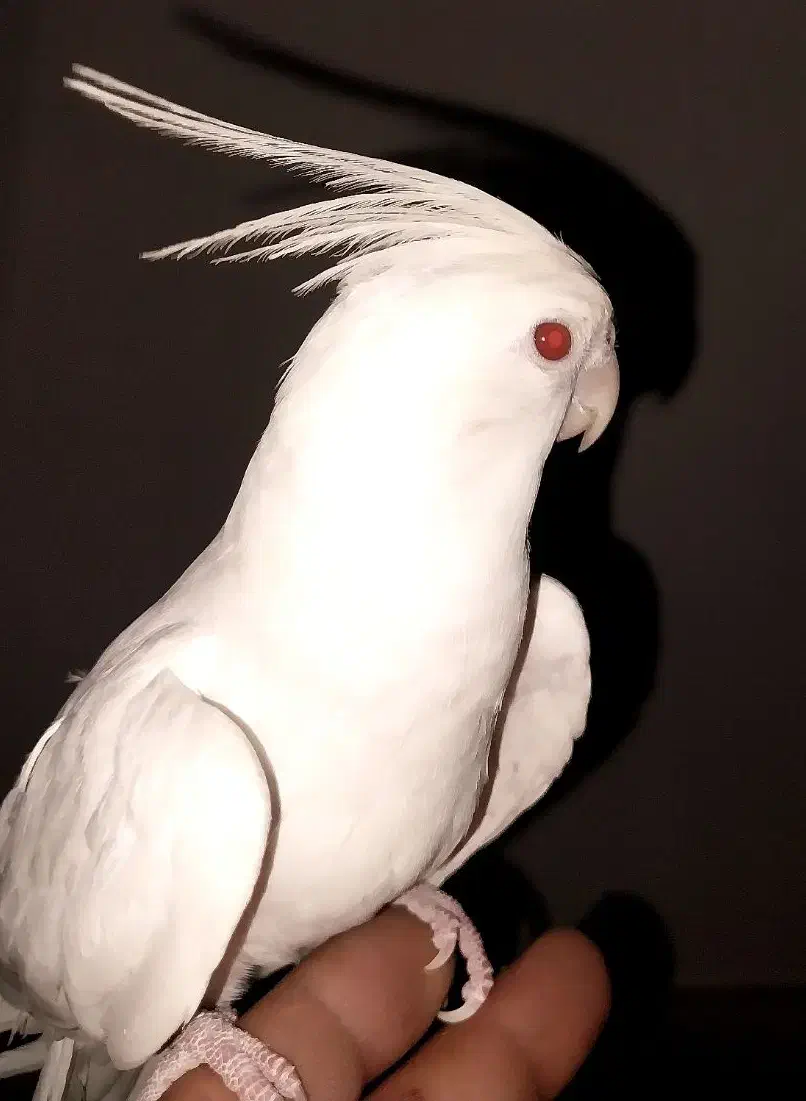 عروس هلندی آلبینو|پرنده|خمینی‌شهر, |دیوار