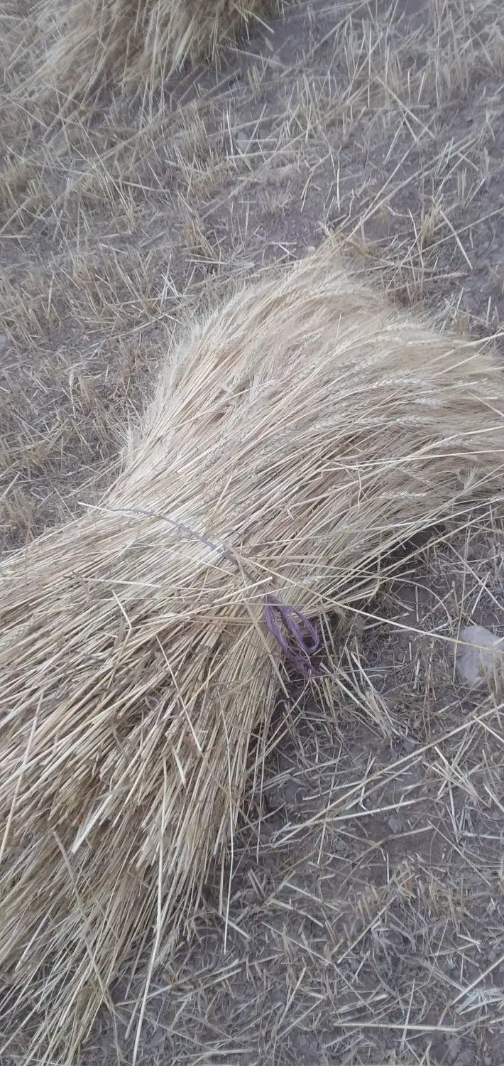 بذر گندم درجه یک|خوردنی و آشامیدنی|سرعین, |دیوار