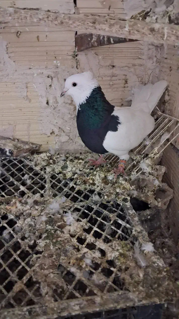 کبوتر|پرنده|مشهد, توس فردوسی|دیوار