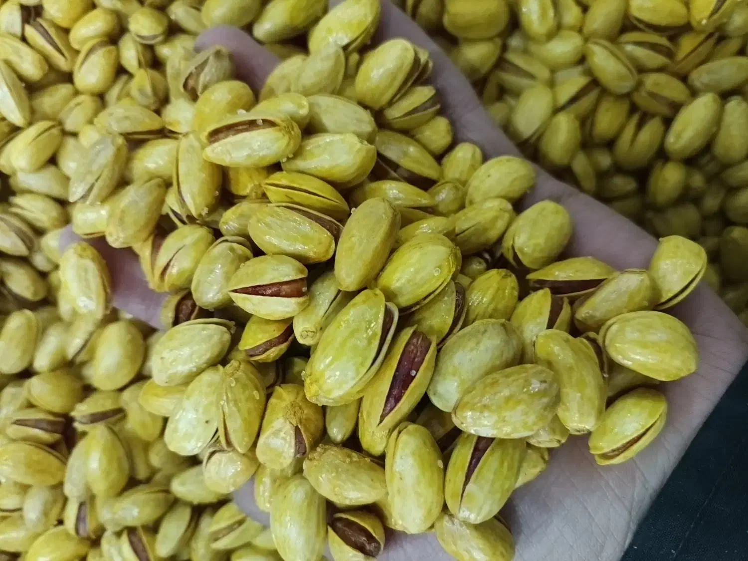 پسته احمد آقایی و کله قوچی درجه یک زیر قیمت بازار|خوردنی و آشامیدنی|قم, نخودی|دیوار