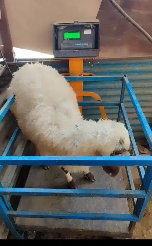 گوسفند نوزادوعقیقه قلم آبی شکم خالی بشرط پخت|حیوانات مزرعه|مشهد, نوید|دیوار