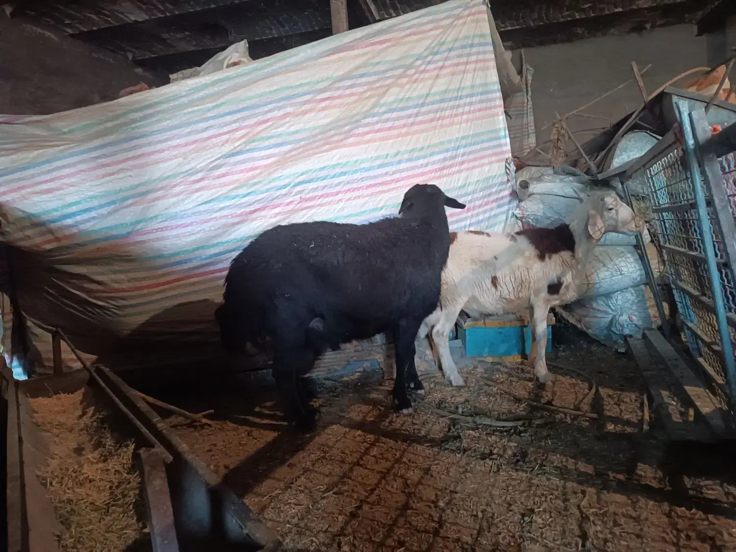 میش|حیوانات مزرعه|بیرانوند, |دیوار