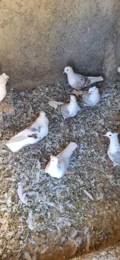 کفترگرده ای|پرنده|زاغه, |دیوار