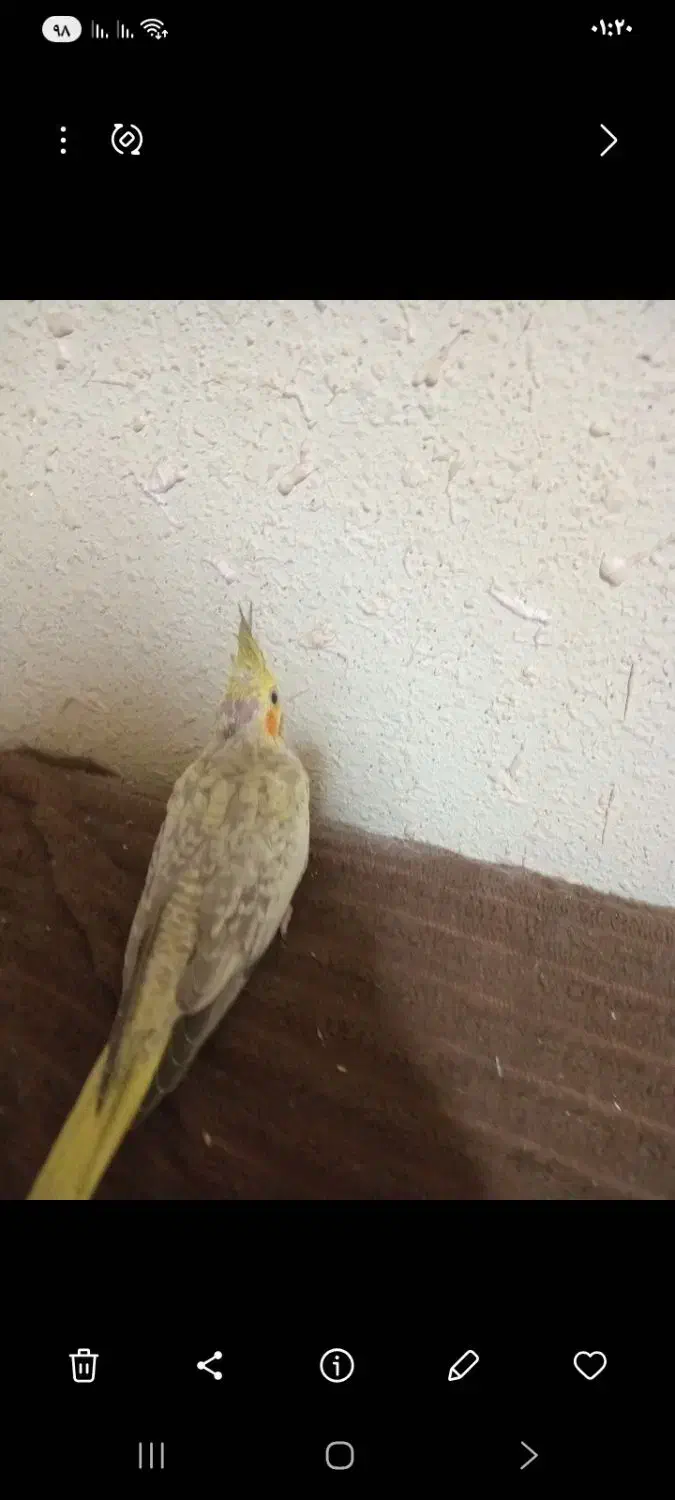 جوجه عروس|پرنده|کرمان, |دیوار