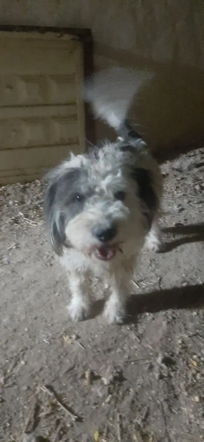 سگ پاپی|سگ|فلارد, |دیوار