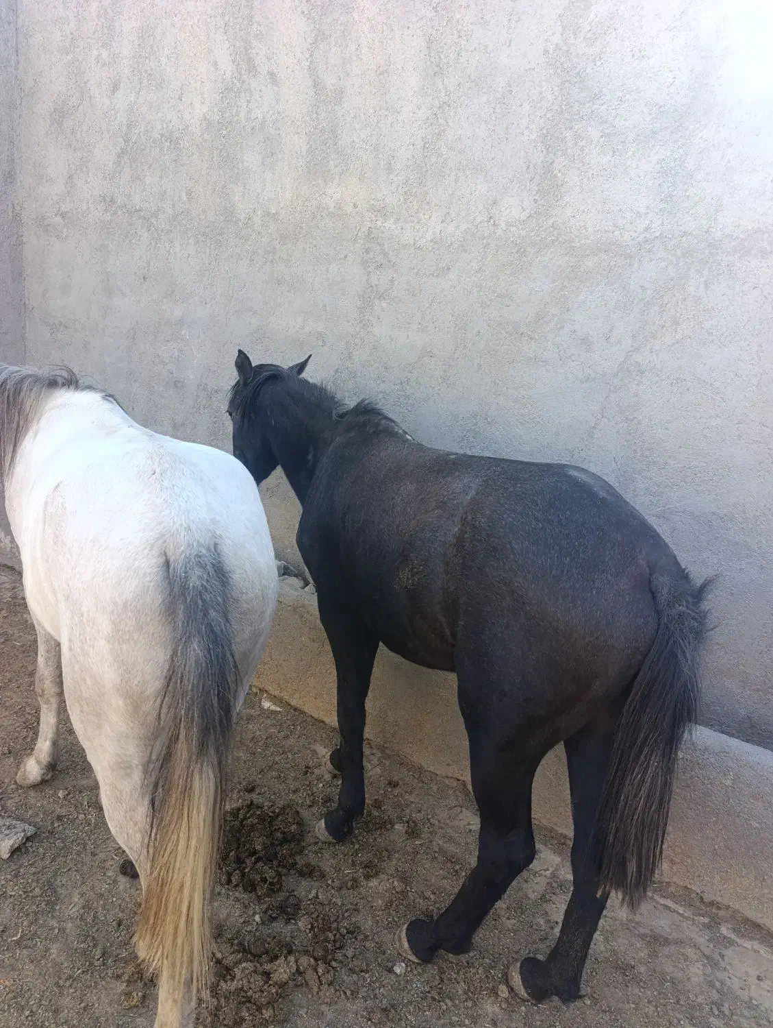 اسب|اسب و تجهیزات اسبسواری|قم, قلعه کامکار|دیوار