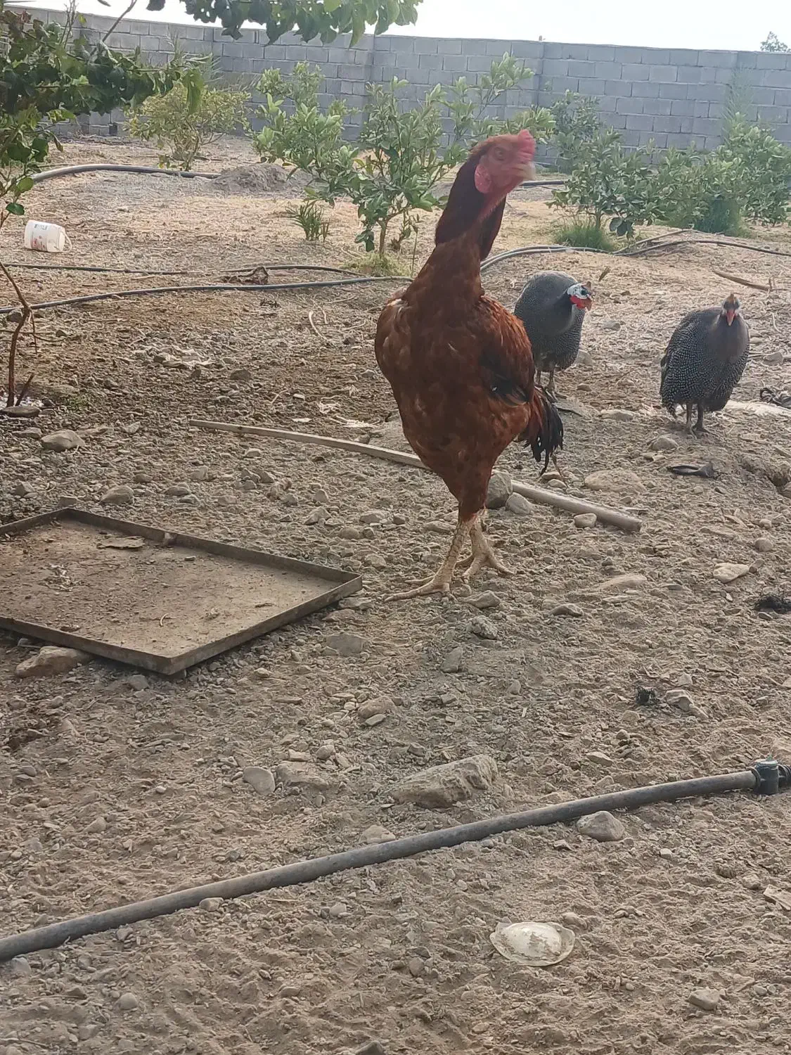 خروس لاری افغان|حیوانات مزرعه|بلوک, |دیوار