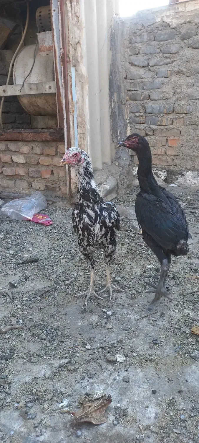 مرغ لاری|حیوانات مزرعه|ری, تصفیه خانه|دیوار