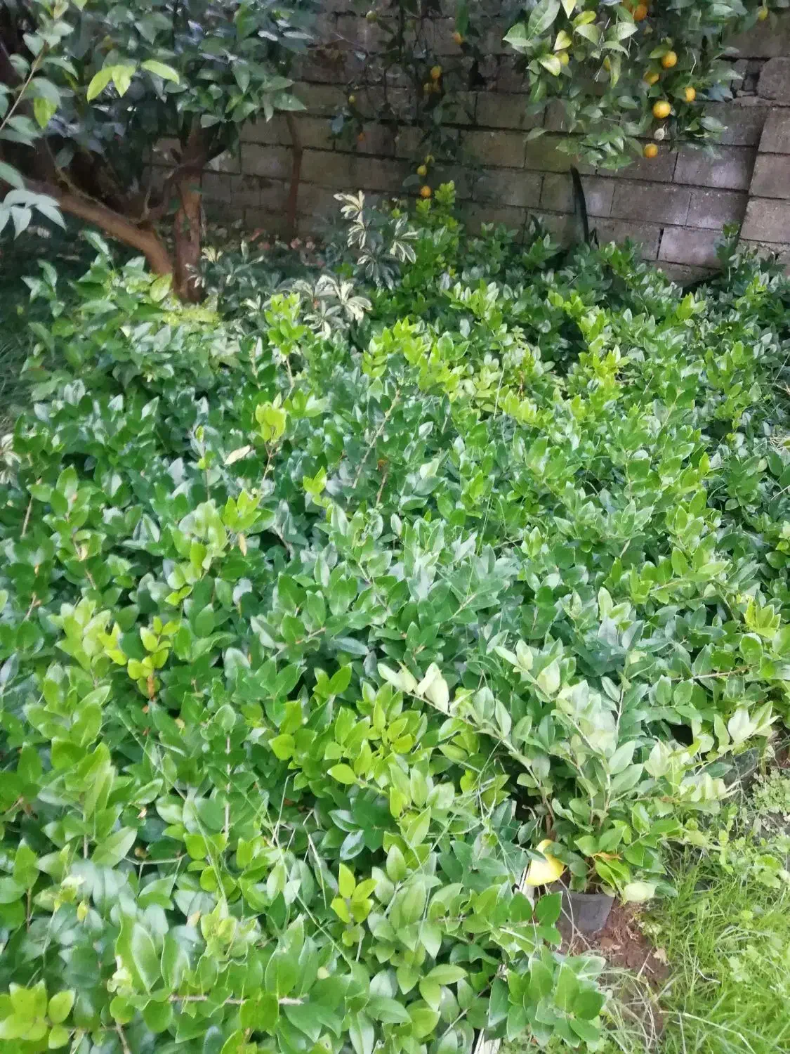 یاس هلندی|گل و گیاه طبیعی|چابکسر, |دیوار