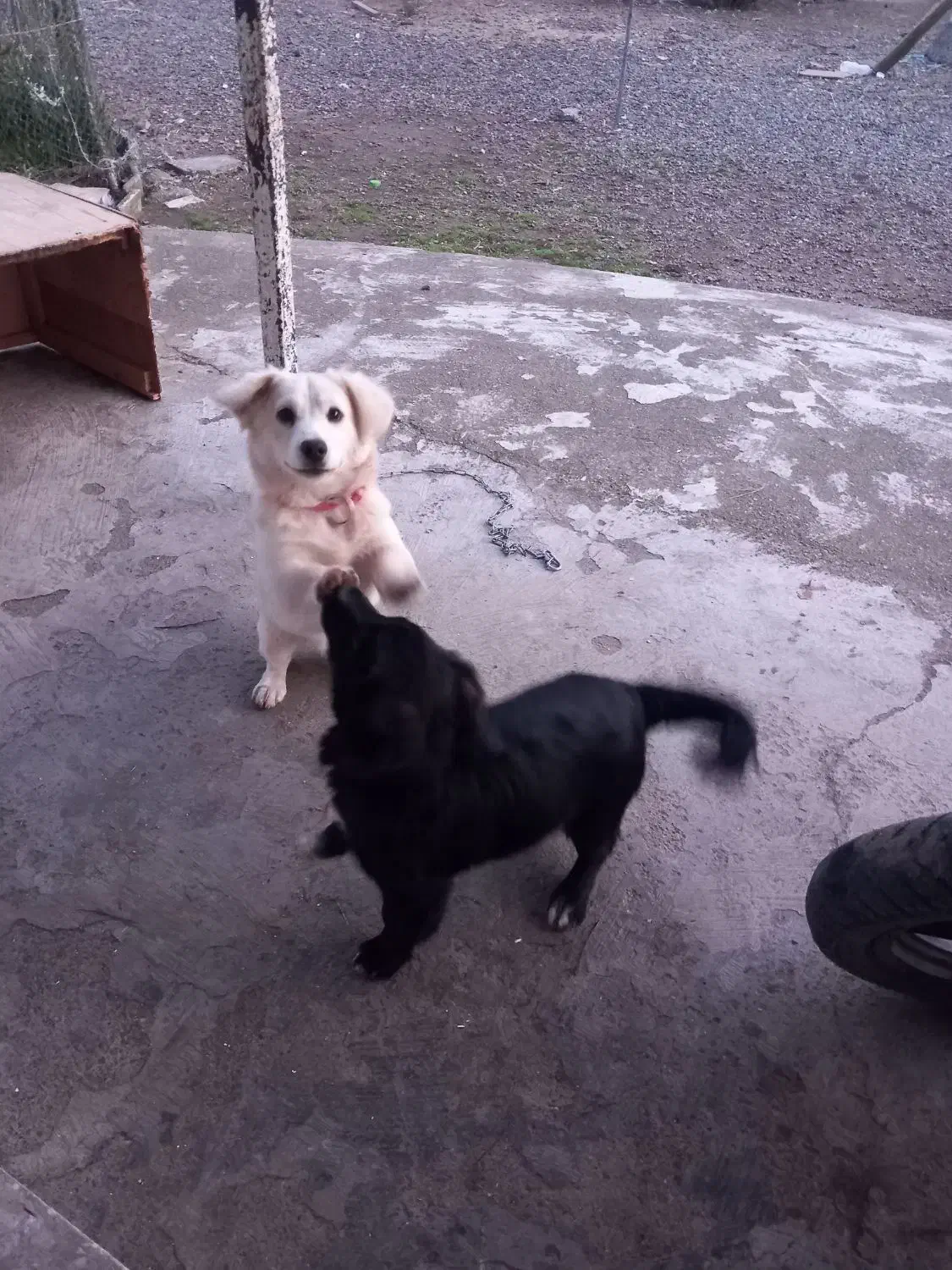 سگ تریر اشپیتز|سگ|بندر انزلی, طالب آباد|دیوار