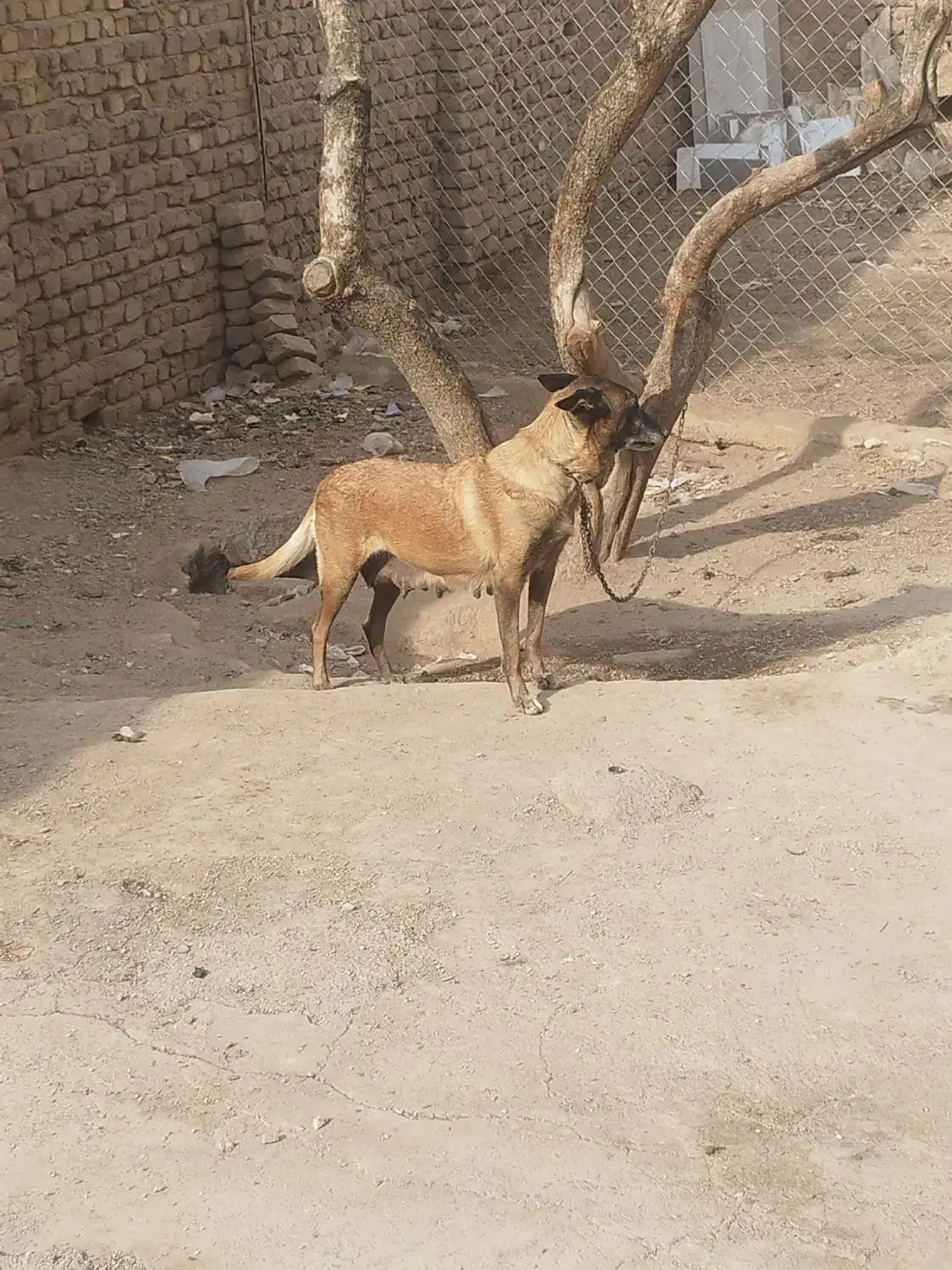 واگذاری دوتا توله مالینیوز و مادرش|سگ|بوئین زهرا, |دیوار