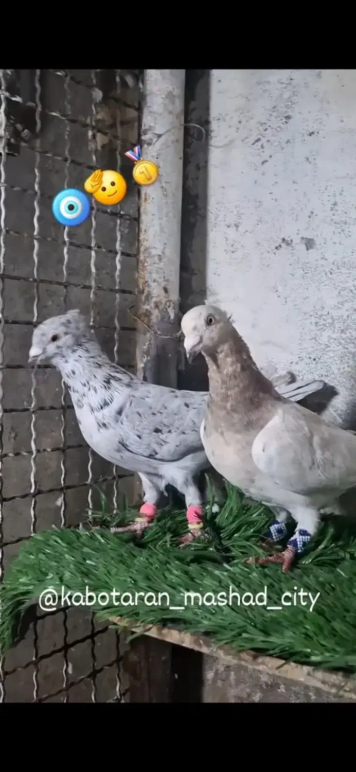 نروماده سار کاکلی عطیقه|پرنده|مشهد, کوی المهدی|دیوار