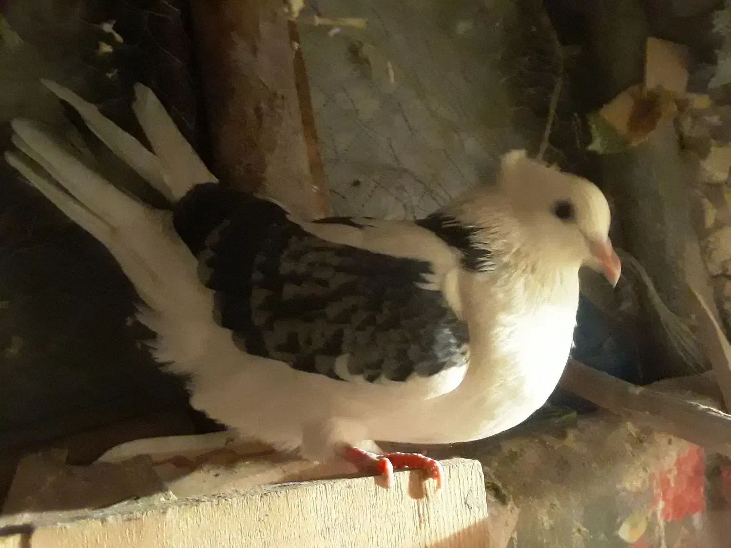 سلام دوستان یک ماده فروشی|پرنده|مشگین شهر, |دیوار