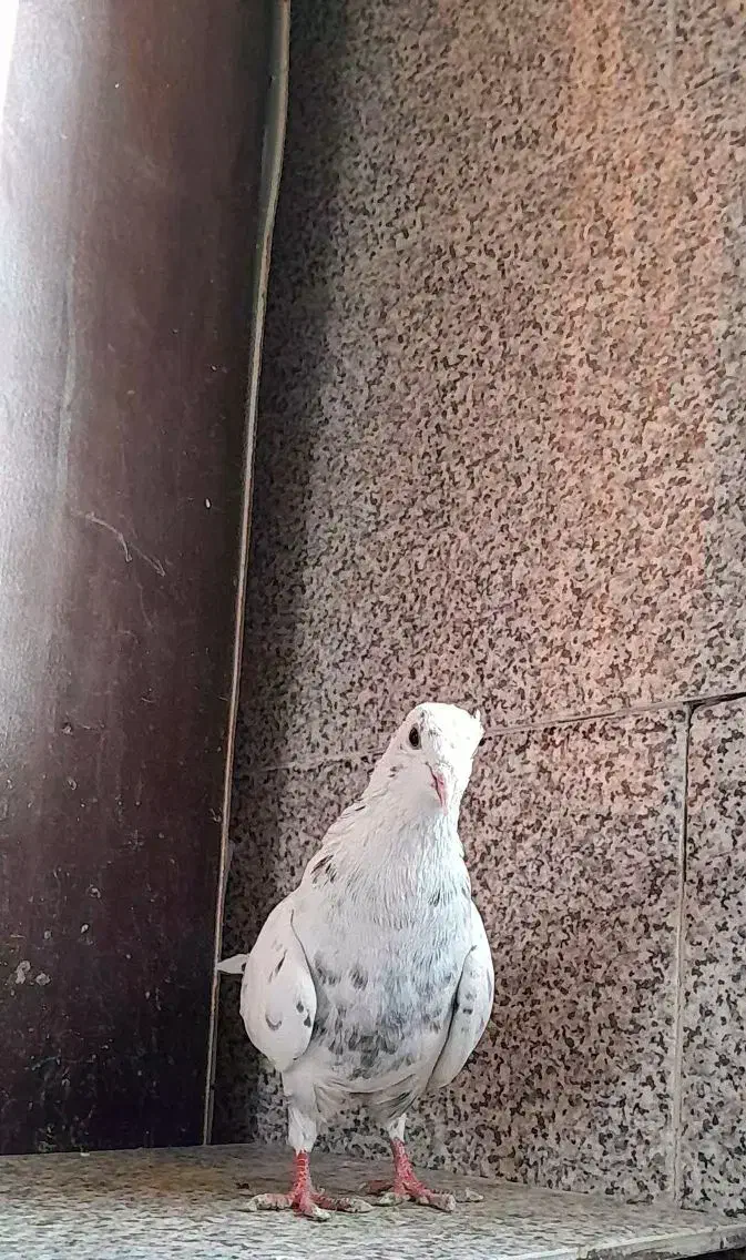 کفتر قلمکار|پرنده|ملایر, |دیوار