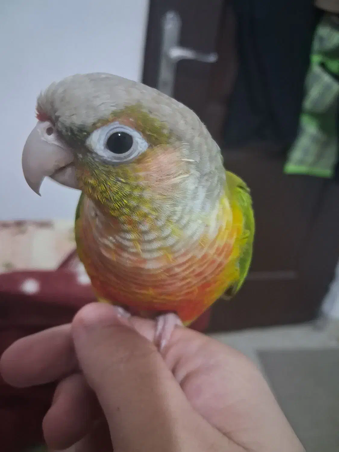 طوطی گرینچیک|پرنده|ابهر, |دیوار