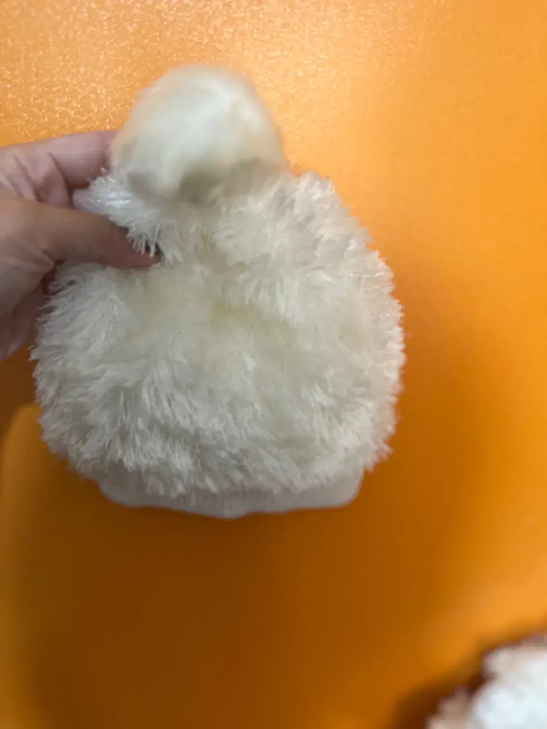 لباس بافت بچگانه|کفش و لباس بچه|رشت, توشیبا|دیوار