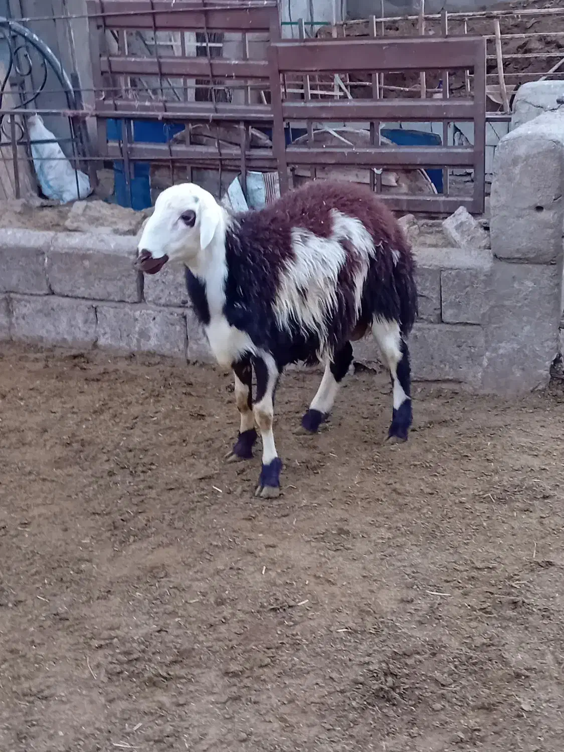 ۷تابره قوچ و یه قوچ دوشیره پلنگی|حیوانات مزرعه|بروجرد, |دیوار