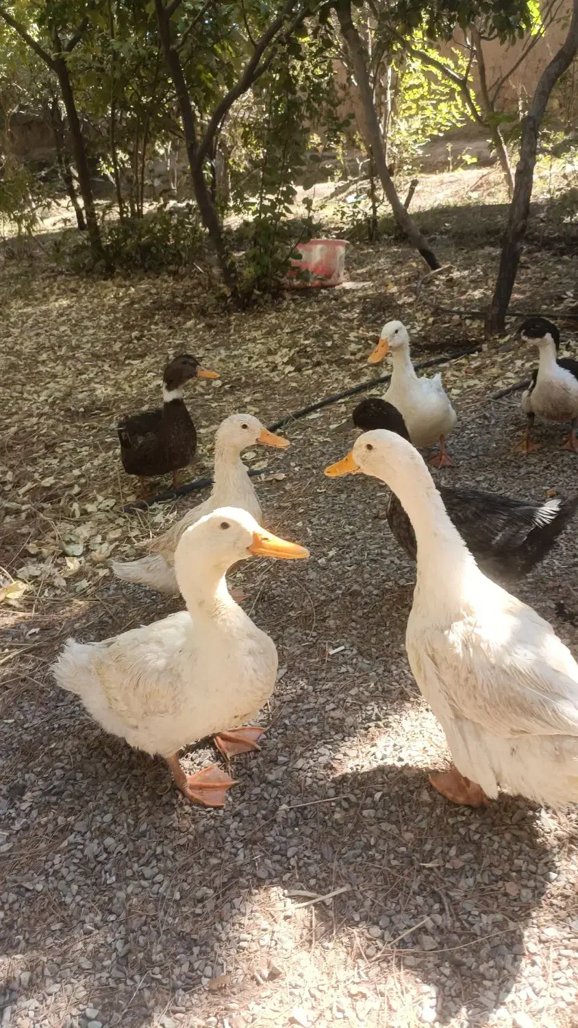 مرغابی و غاز درجه یک|حیوانات مزرعه|تربتحیدریه, شهرک ولیعصر|دیوار