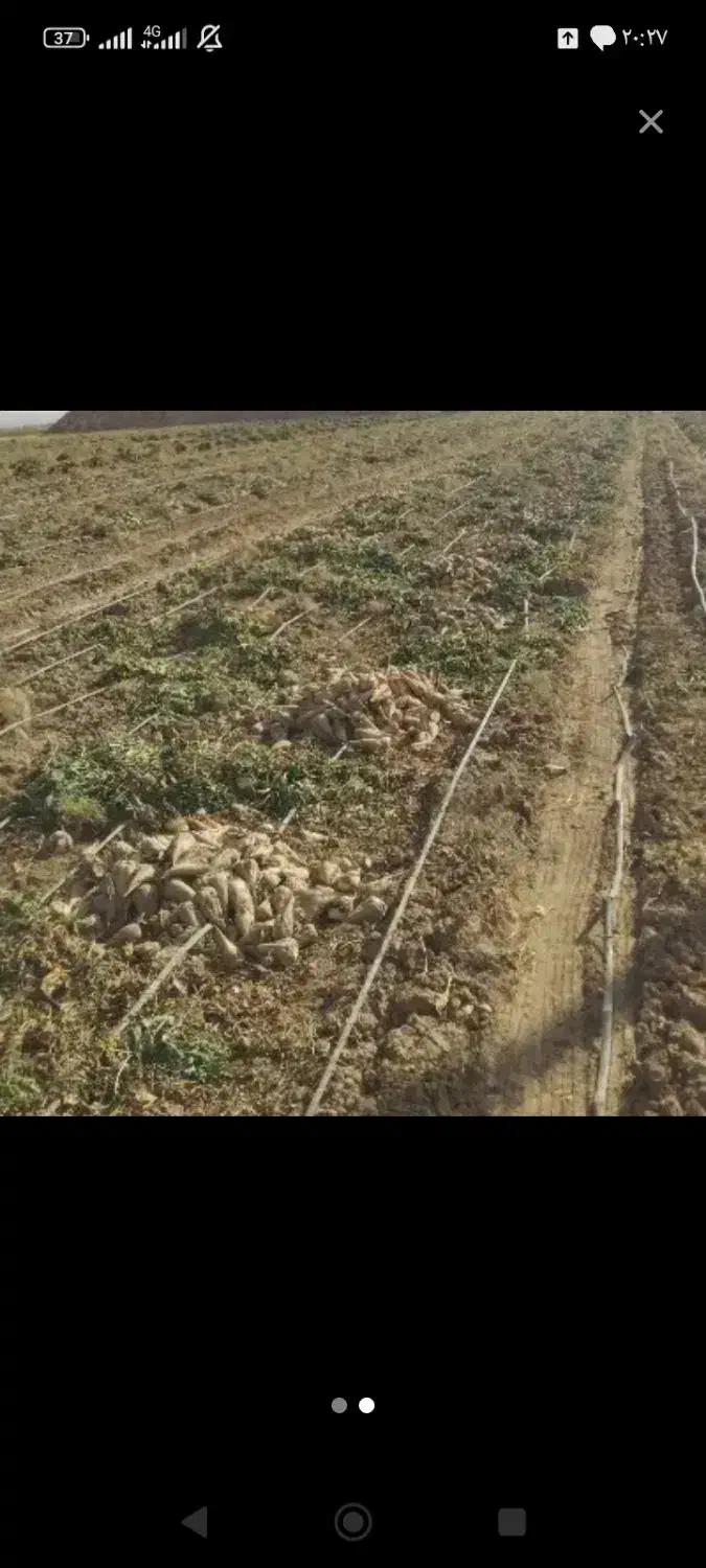 فروش چغند قند برای دامدار عزیز|خدمات باغبانی و درختکاری|آبکوه, |دیوار