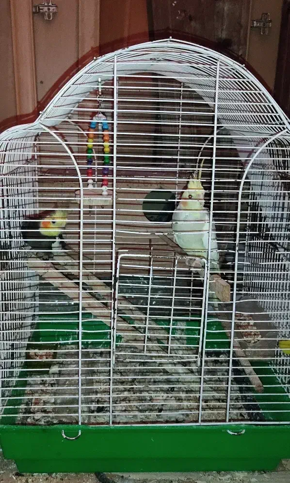 پرنده عروس|پرنده|صومعه‌سرا, |دیوار