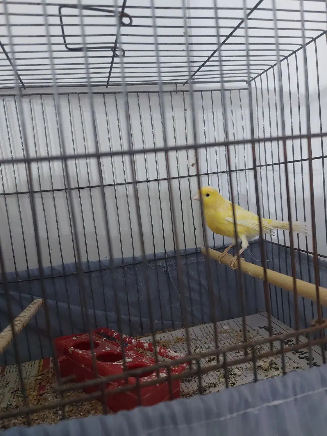 قناری نر|پرنده|اردبیل, |دیوار