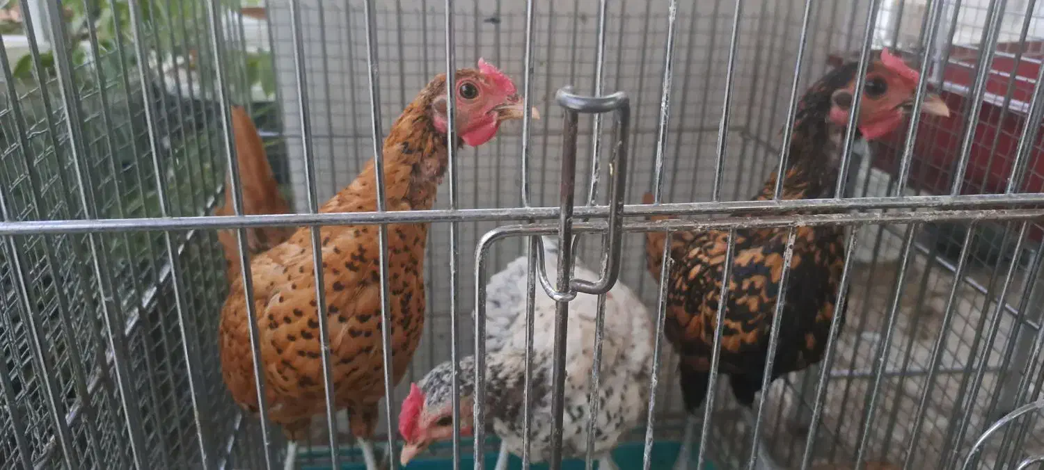 خروس سیب رایت|حیوانات مزرعه|تهران, قیطریه|دیوار