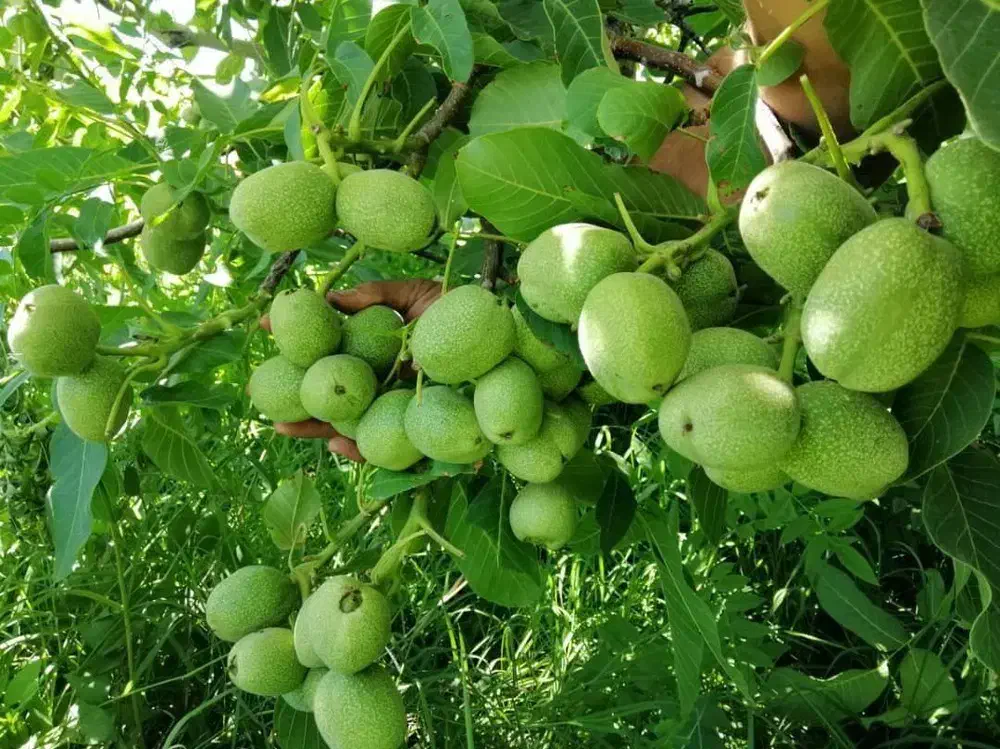 نهالی فروشیم|حراج|میاندوآب, |دیوار
