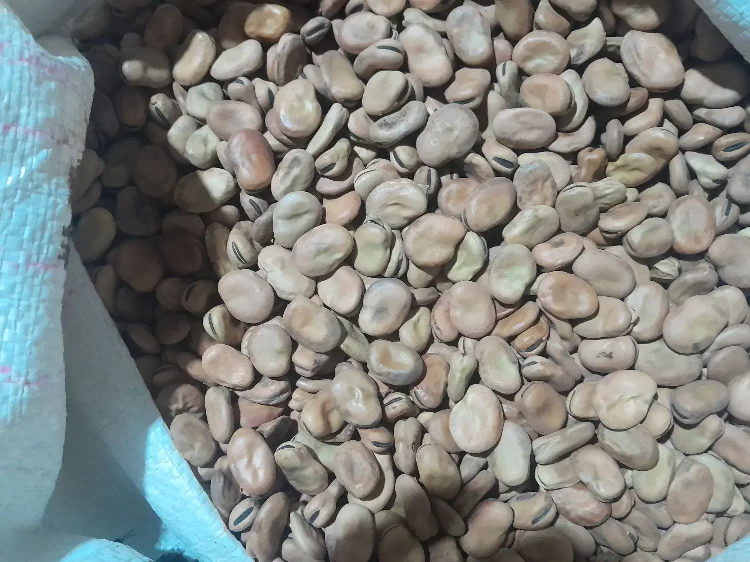 باقله خارجی مناسب برای کاشت|خوردنی و آشامیدنی|بهبهان, |دیوار