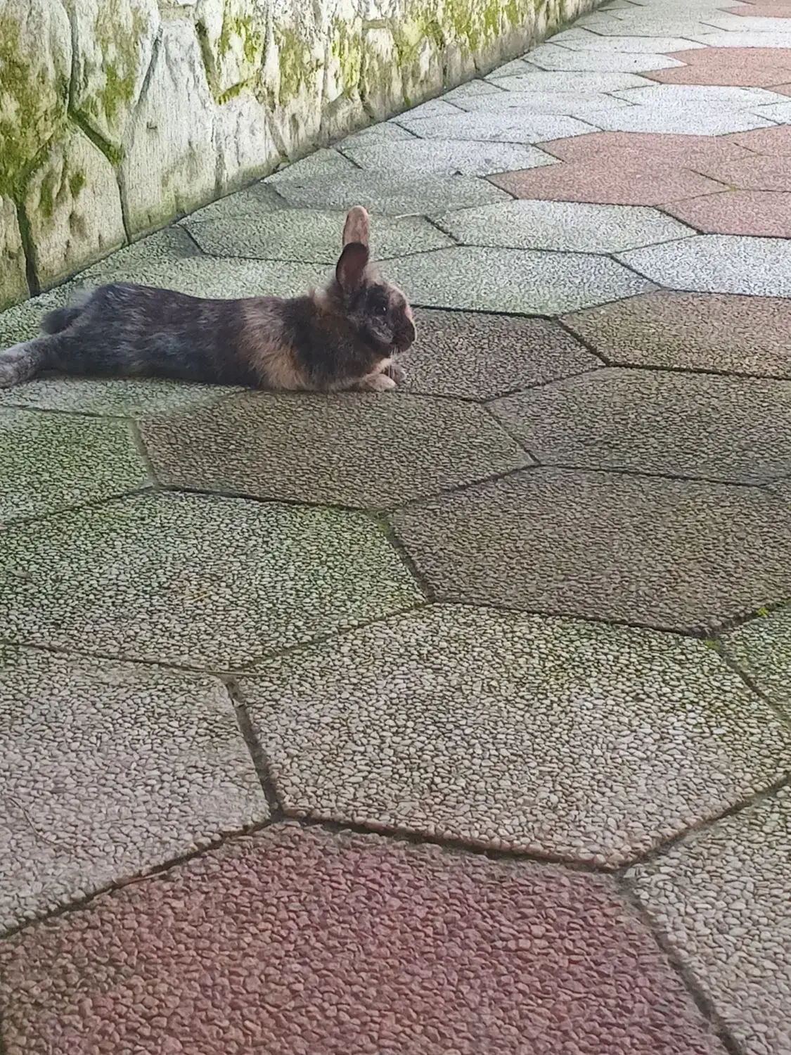 فروش خرگوش نیمه لپی خونگی|موش و خرگوش|بندر انزلی, انصار الحسین|دیوار