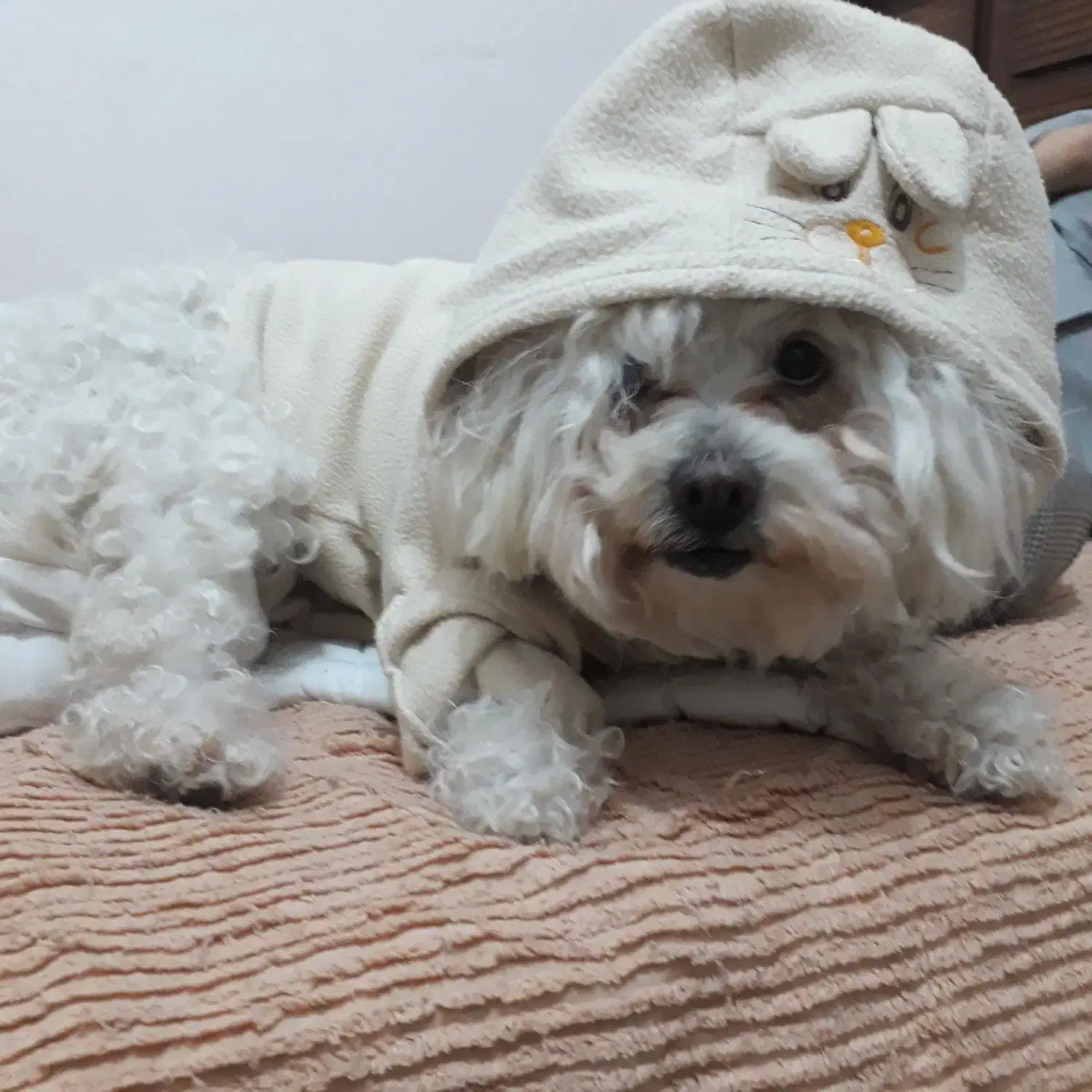 سگ سفیدم گمشده|سگ|مشهد, جنت|دیوار