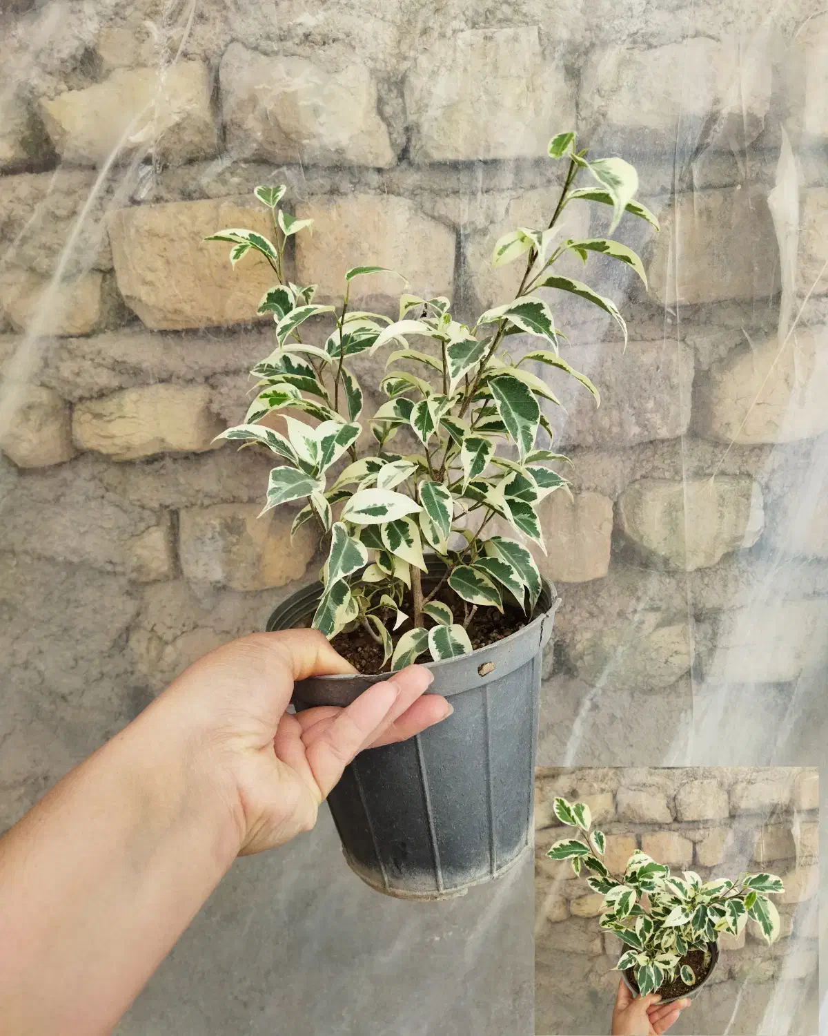 انواع گل بنجامین ابلق بلک لیمویی در چند سایز|گل و گیاه طبیعی|مرودشت, استادیوم‎|دیوار