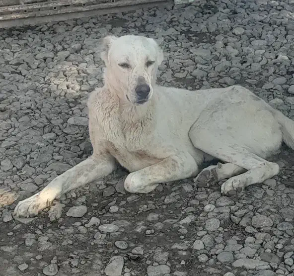 آلابای نر .10 ماهه|سگ|انبارآلوم, |دیوار