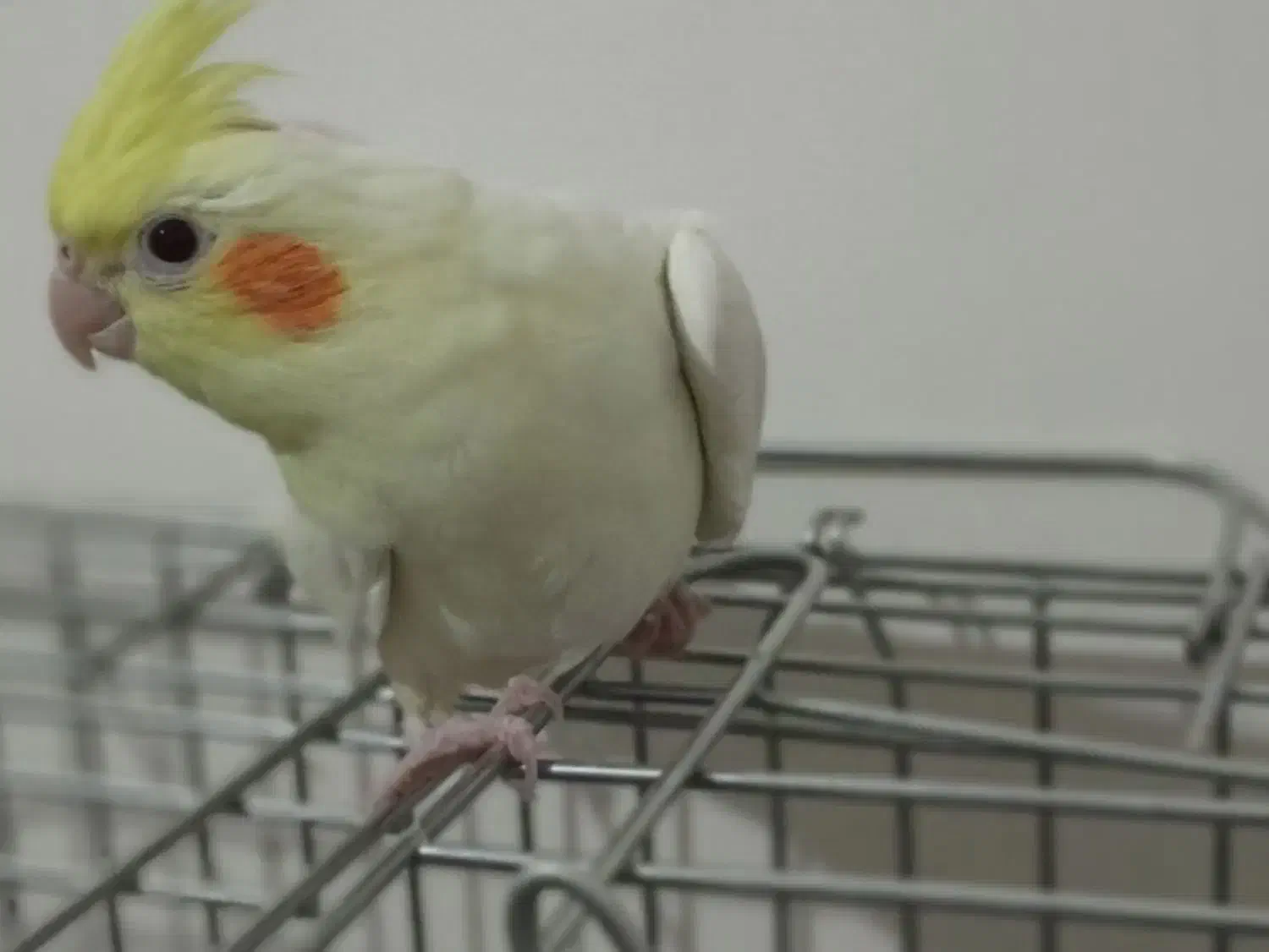 کوکو|پرنده|اندیشه, اندیشه فاز ۳|دیوار