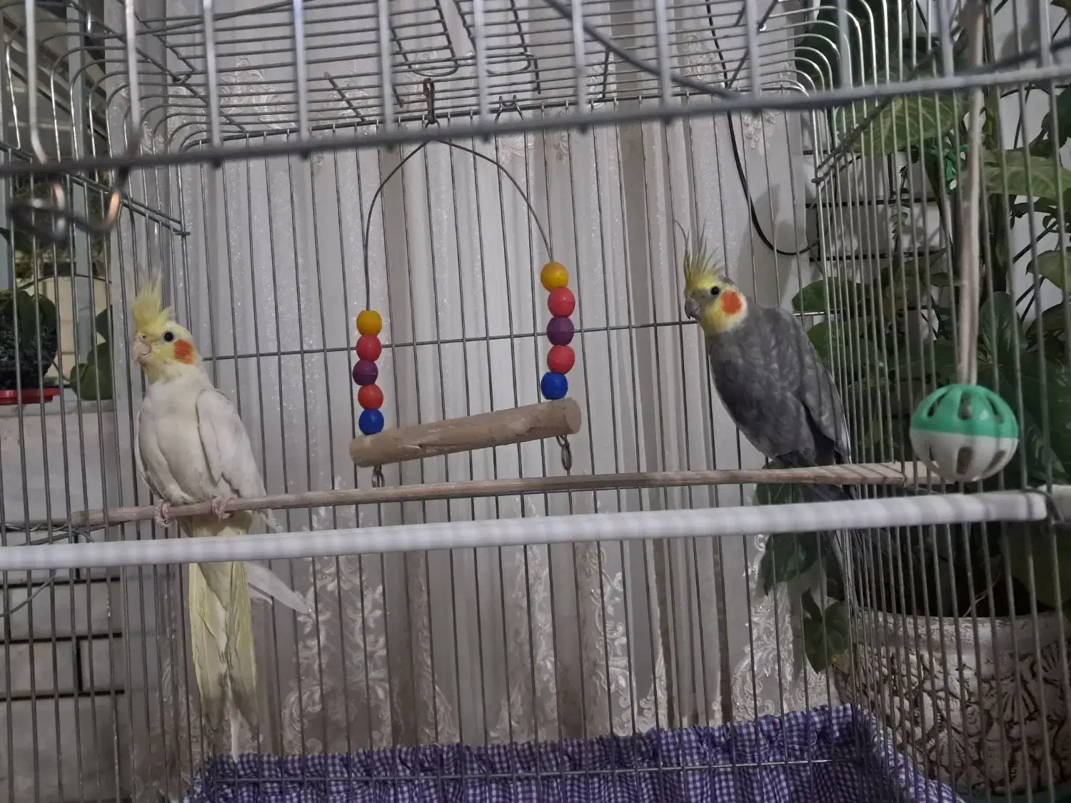 فروش یک جفت عروس هلندی بالغ|پرنده|ابریشم, |دیوار