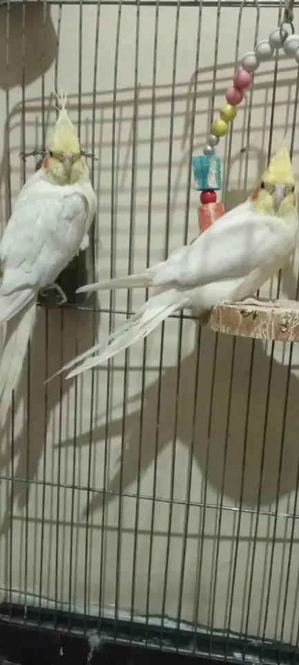 فروشی|پرنده|جیرفت, |دیوار