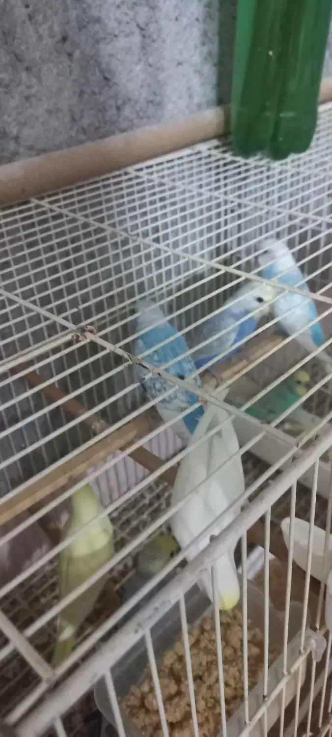 مرغ عشق|پرنده|مینودشت, |دیوار