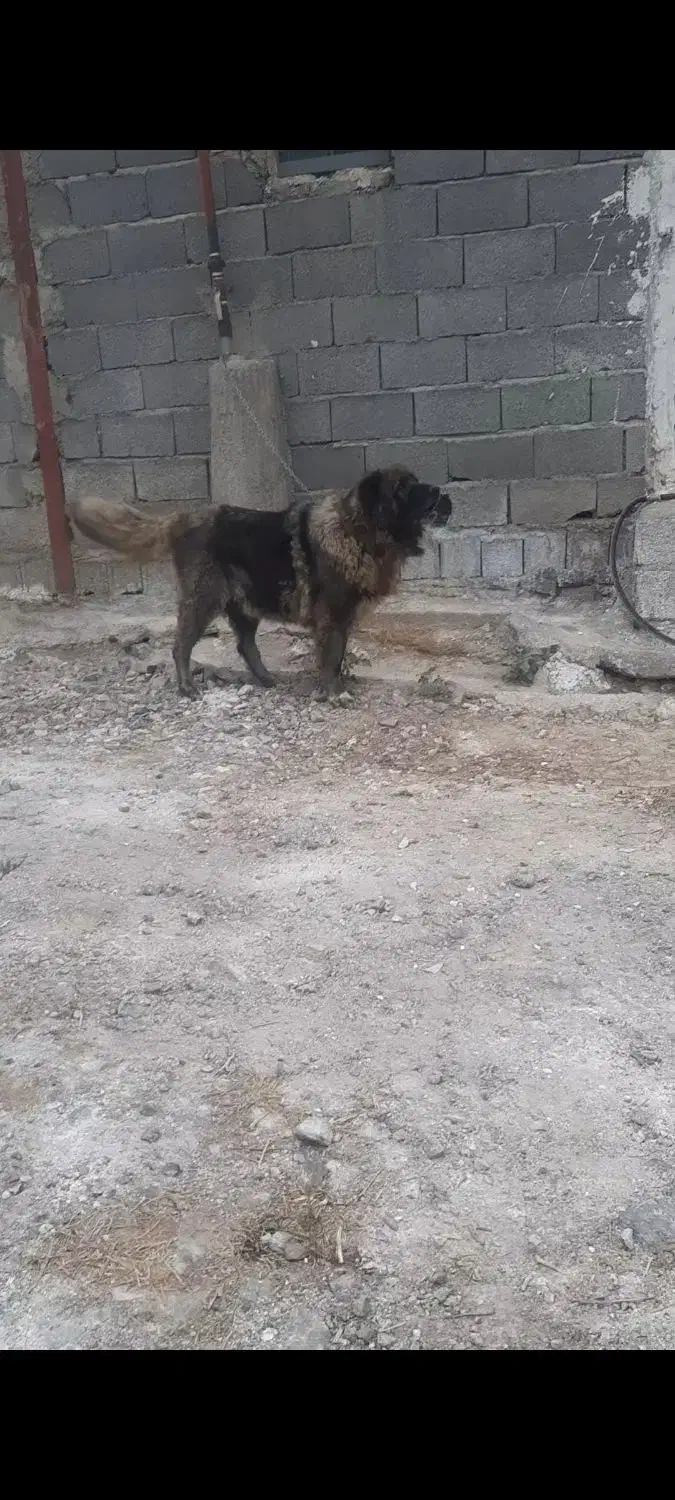 سگ ماده|سگ|رودبار, |دیوار