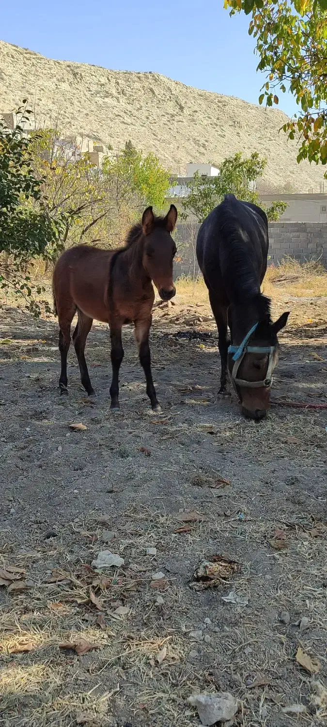 اسب مادیان همراه با کره قاطر|اسب و تجهیزات اسب‌سواری|شیروان (خراسان), |دیوار
