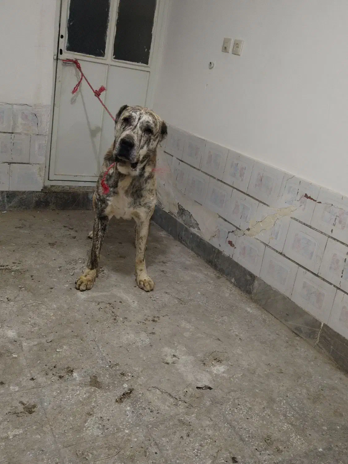 سگ گوسفندی|سگ|نوده انقلاب, |دیوار