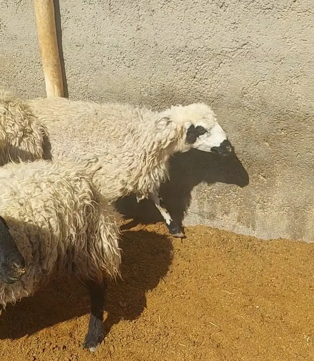 میش عراقی شکم اول و دوم|حیوانات مزرعه|بهمن صغاد, |دیوار