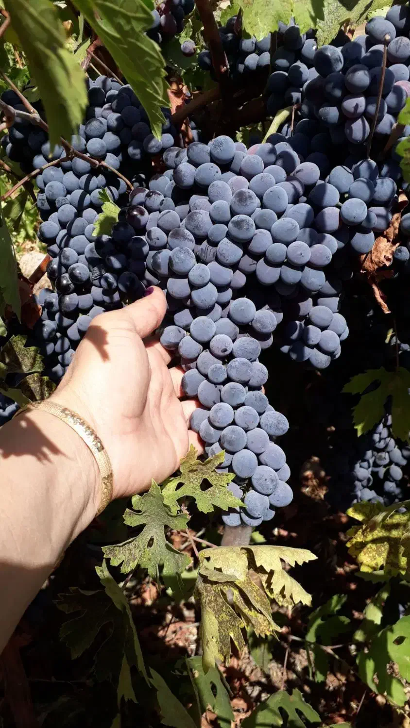 نهال ریشه انگور سیاه دوسال|خدمات باغبانی و درختکاری|کرمانشاه, |دیوار