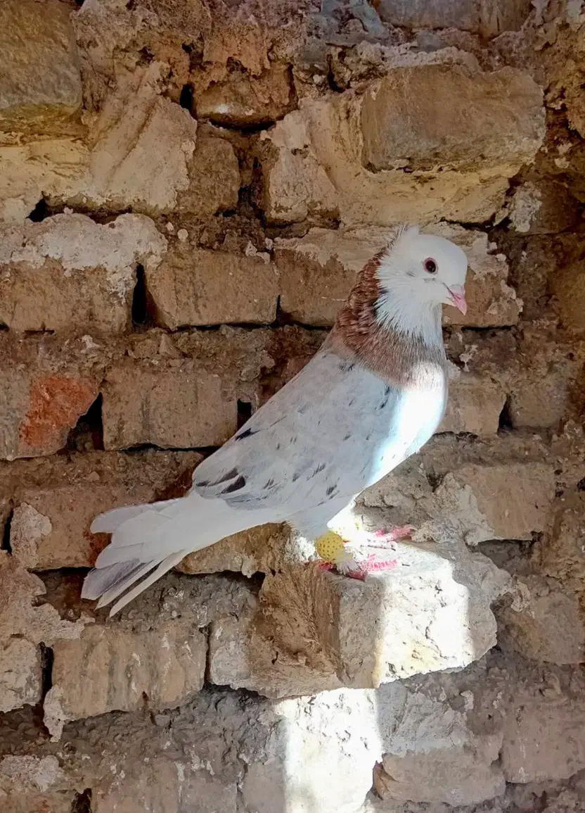 تعدادی کبوتر|پرنده|سمنان, |دیوار