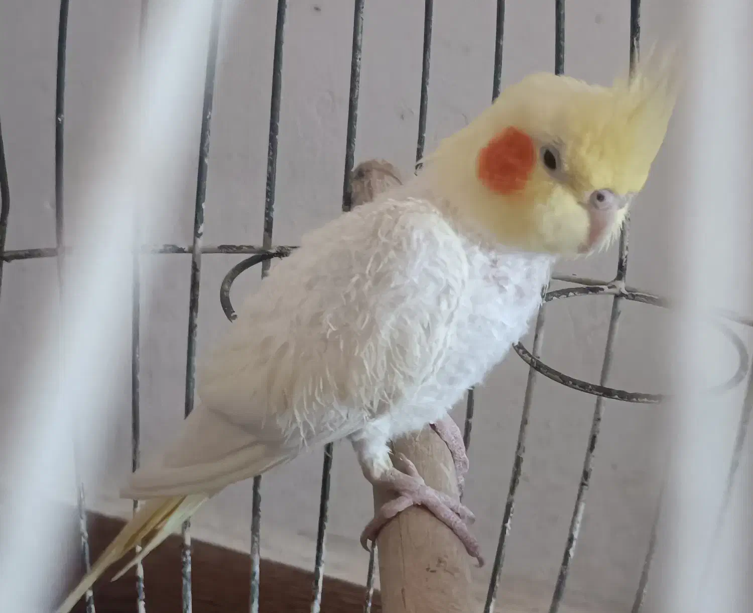 سه عدد عروس هلندی بالغ مولد قیمت همه باهم 1تومان|پرنده|تولم شهر, |دیوار