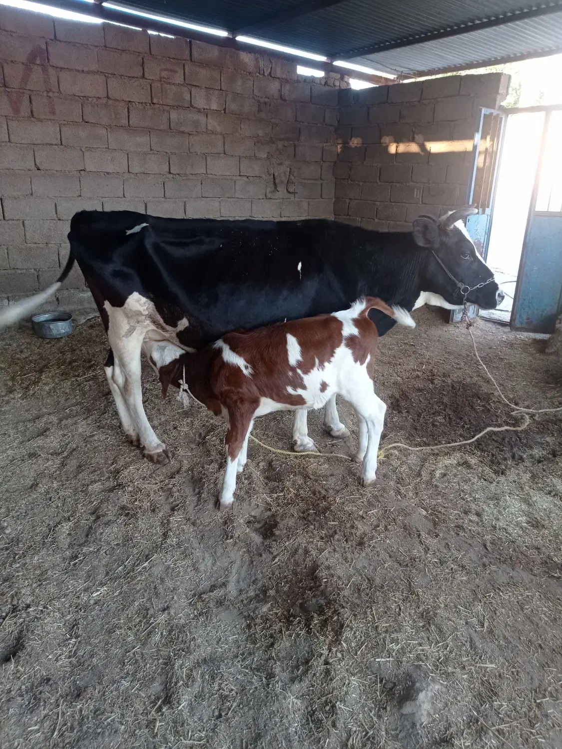 گاو و گوساله داشتی|حیوانات مزرعه|پلدختر, |دیوار