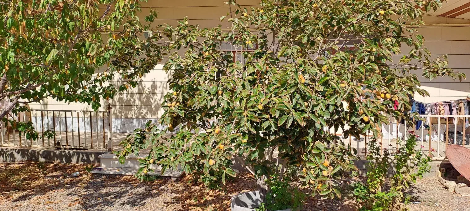 خانه ویلایی 400متری واقع درروستای بالقلو|فروش خانه و ویلا|نوبران, |دیوار