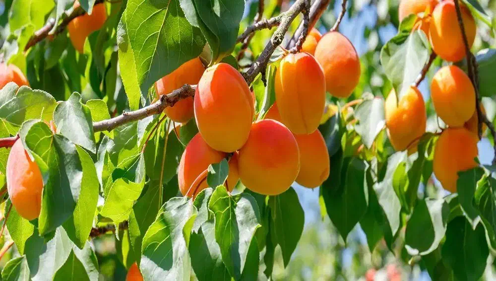 فروش نهال زردآلو تبرزه|خدمات باغبانی و درختکاری|قم, شاه احمد قاسم|دیوار