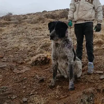 سگ سرابی نر|سگ|قره چای, |دیوار